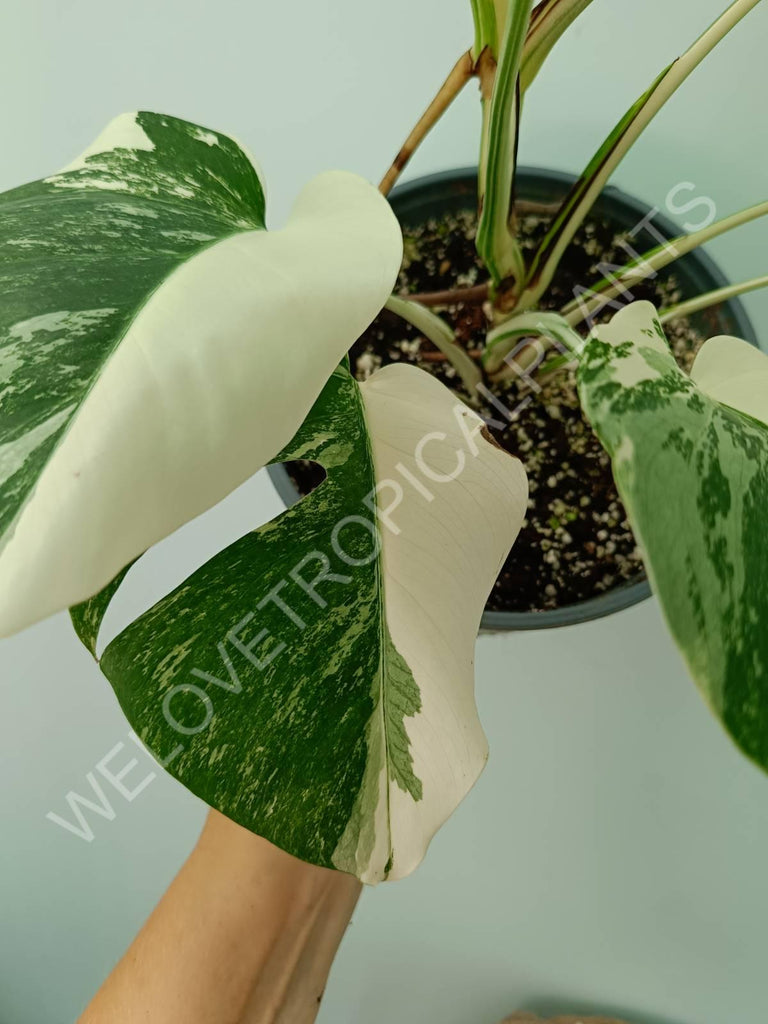 Monstera variegata albo