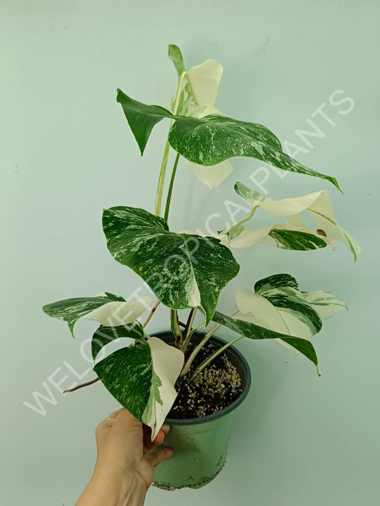 Monstera variegata albo