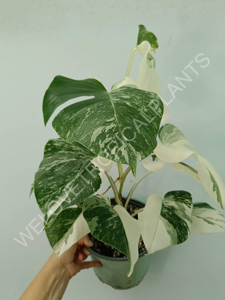 Monstera variegata albo