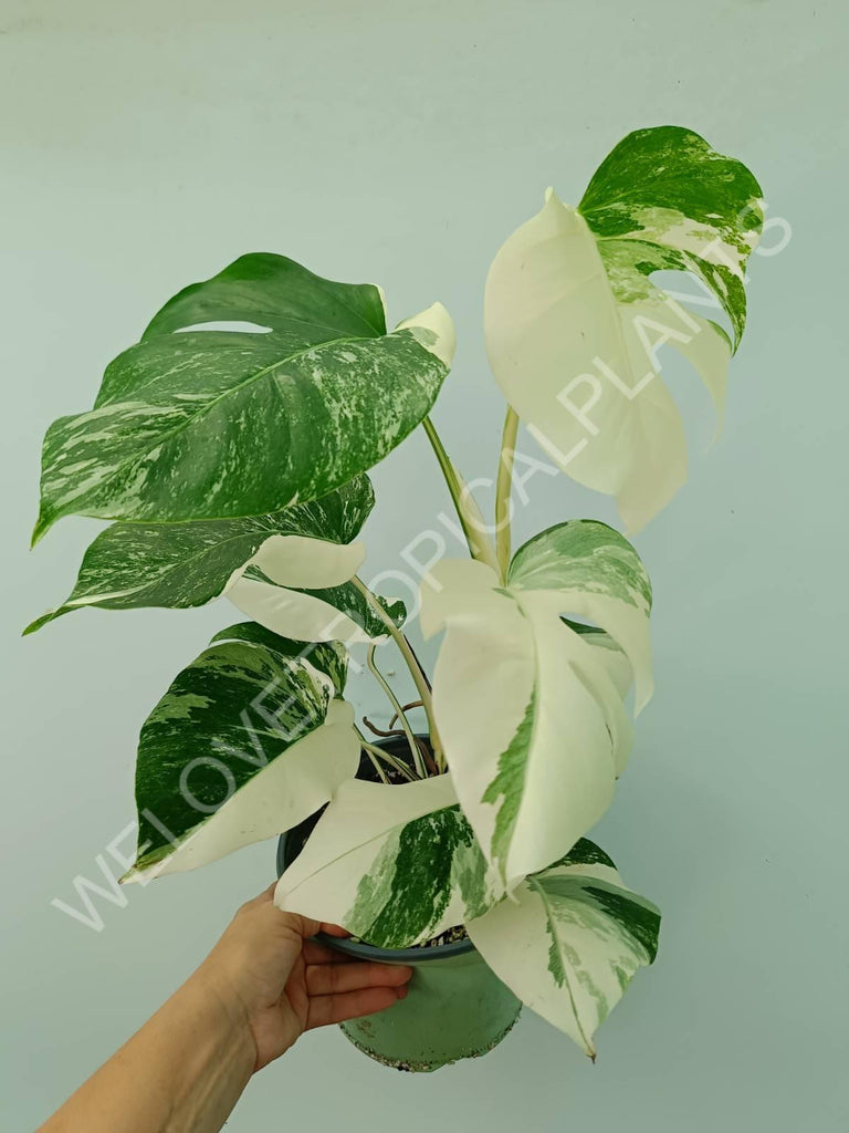 Monstera variegata albo