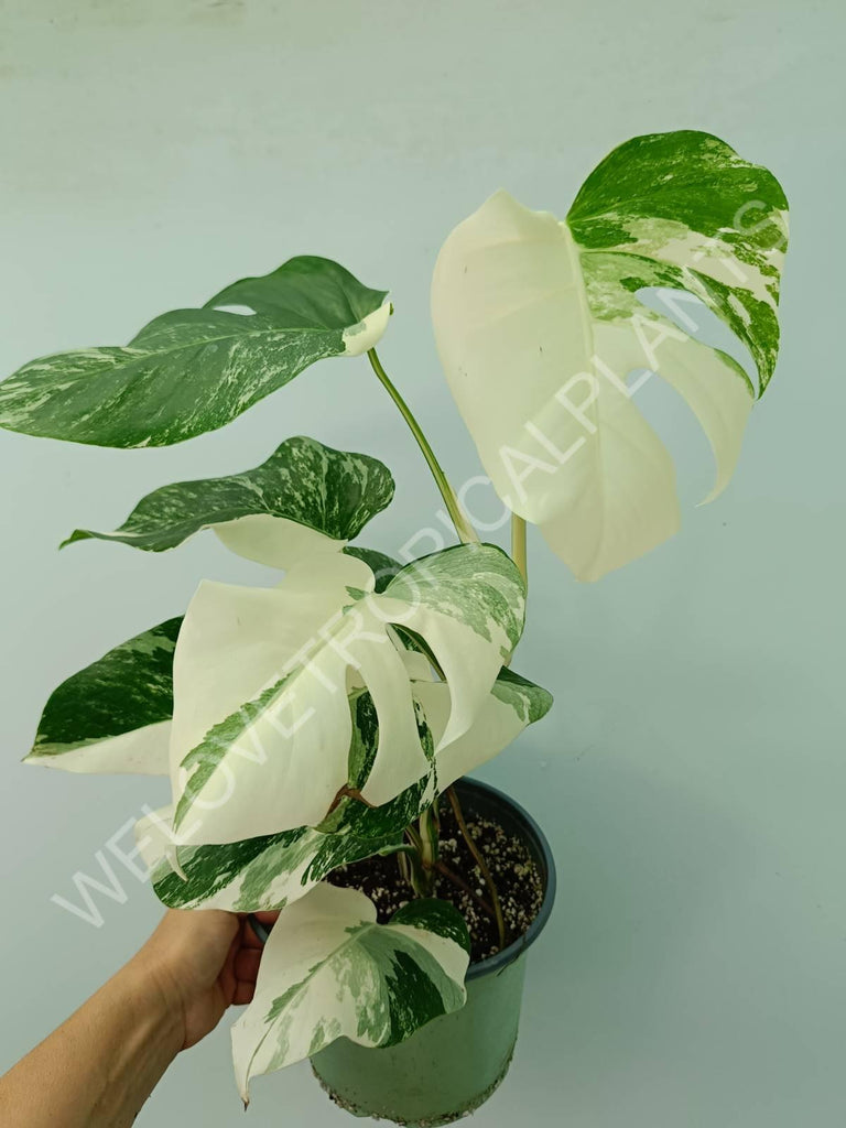 Monstera variegata albo