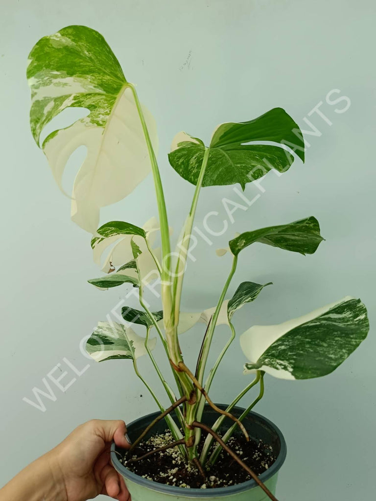 Monstera variegata albo