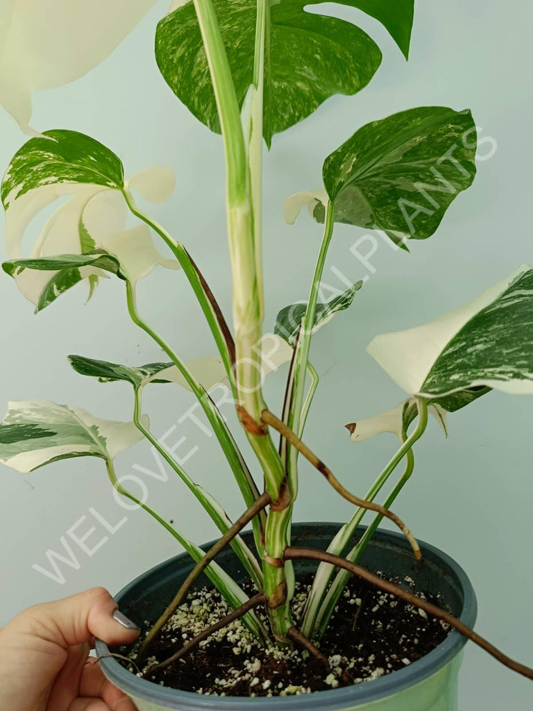 Monstera variegata albo