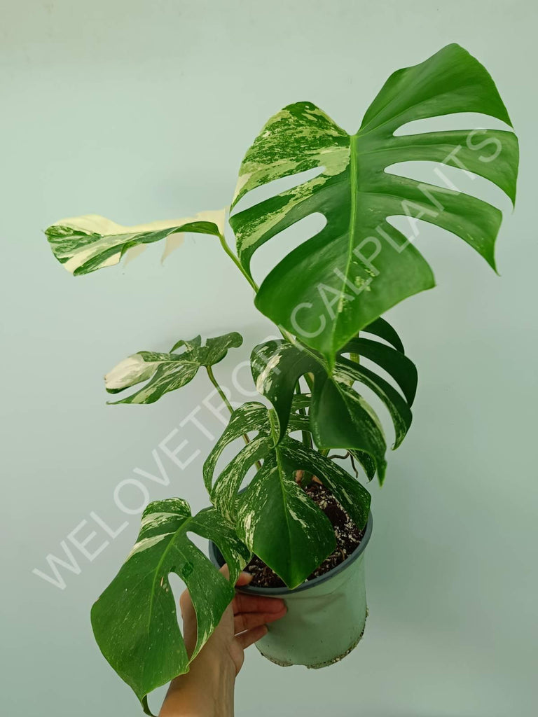 Monstera variegata albo