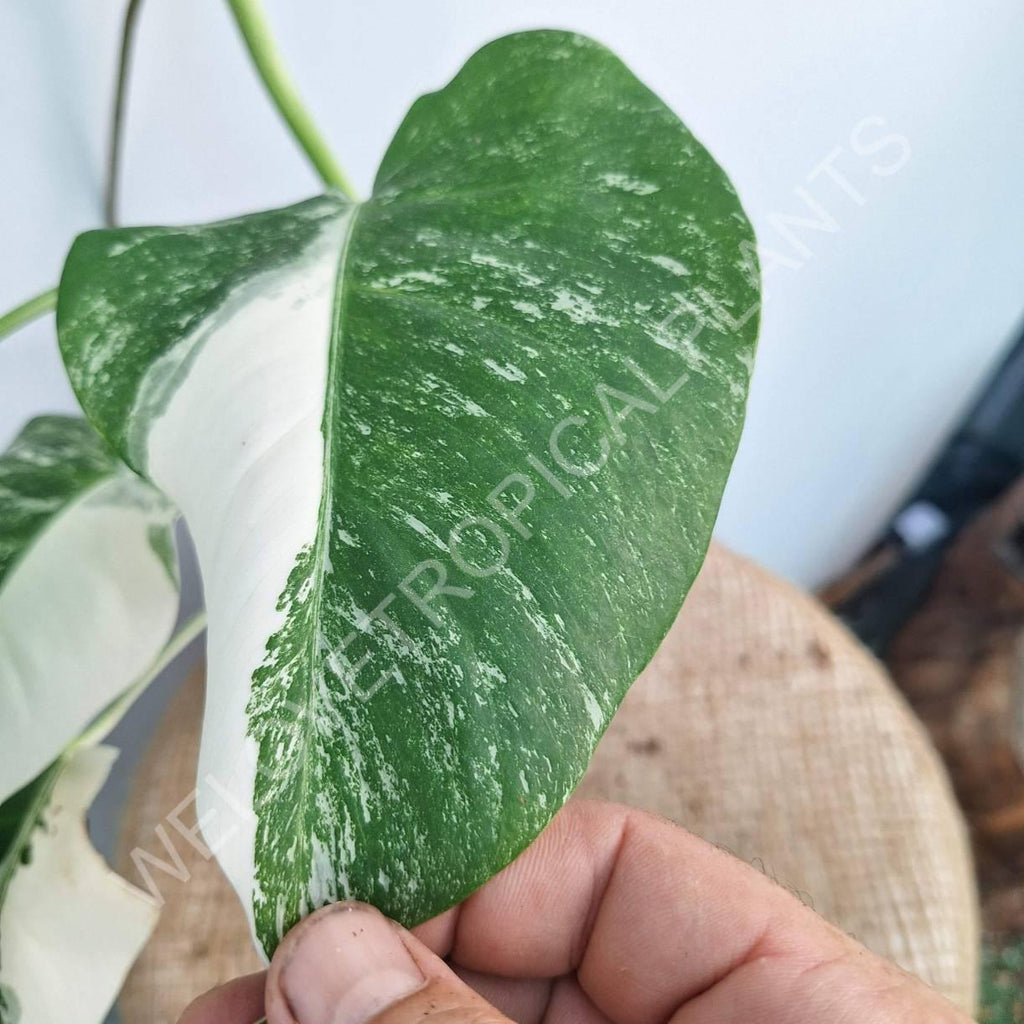 Monstera variegata albo