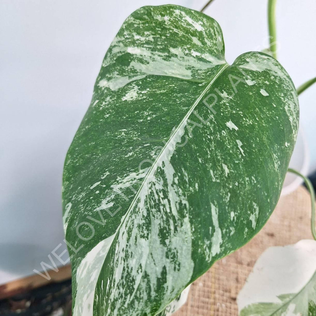 Monstera variegata albo