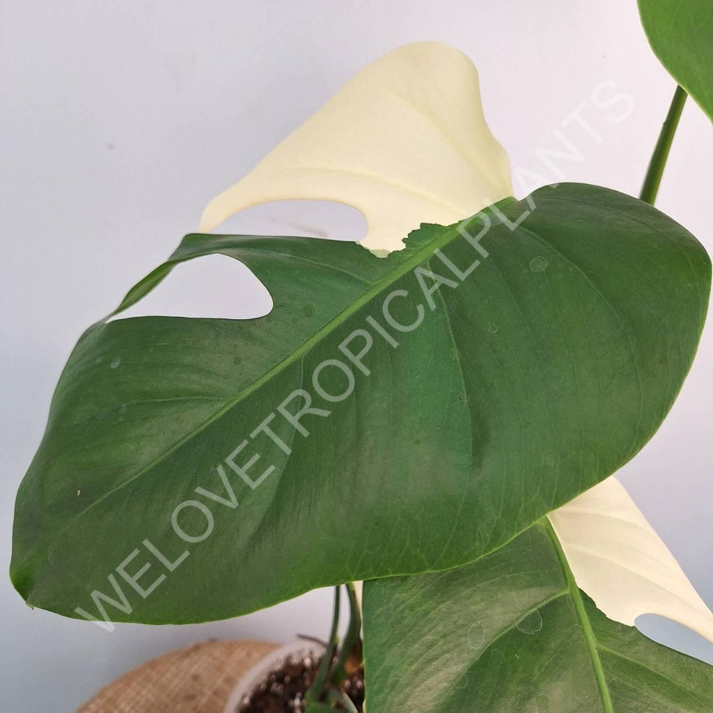 Monstera variegata albo