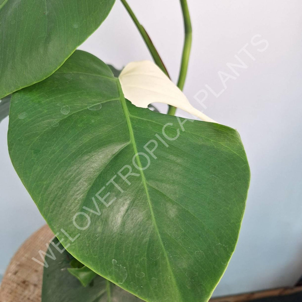 Monstera variegata albo