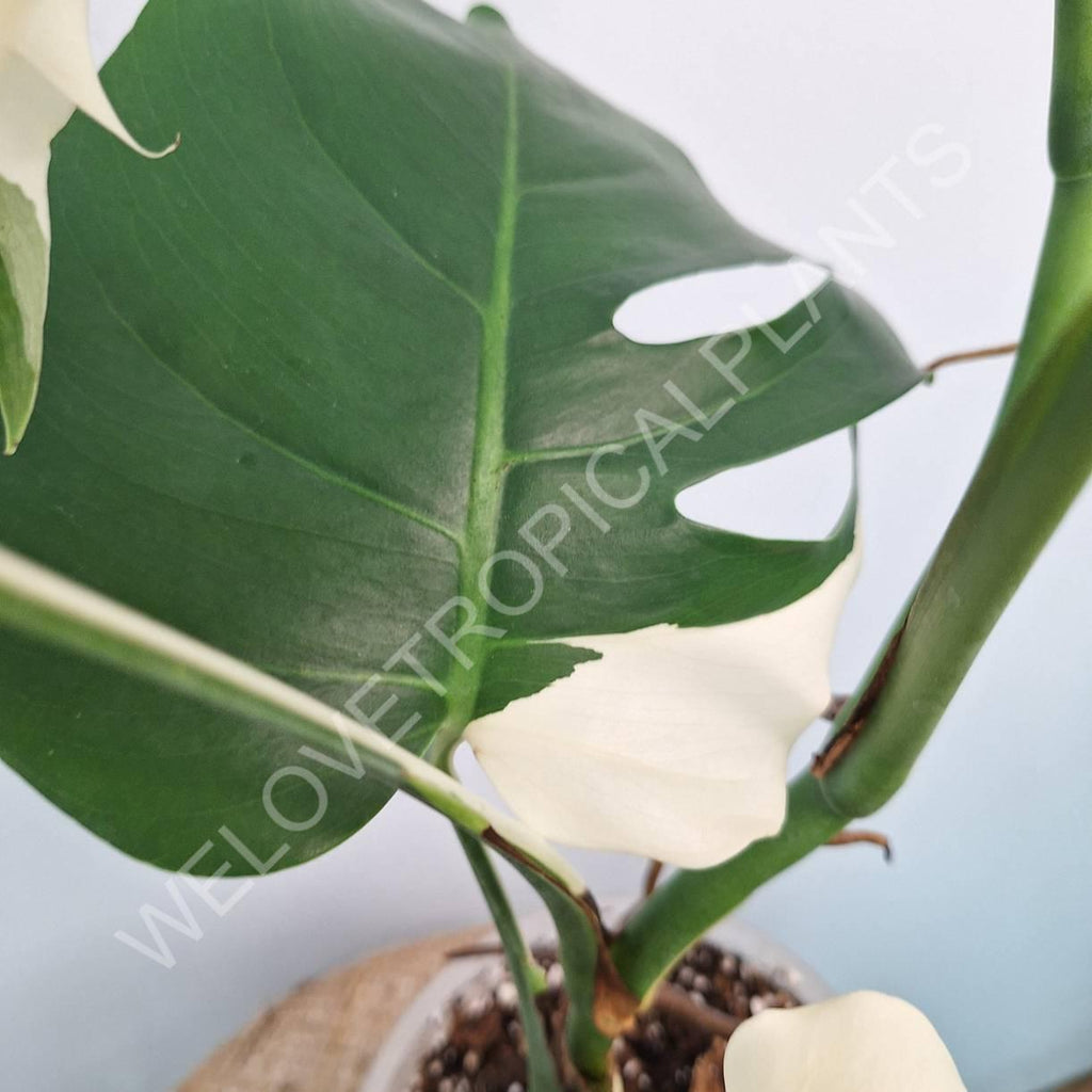 Monstera variegata albo