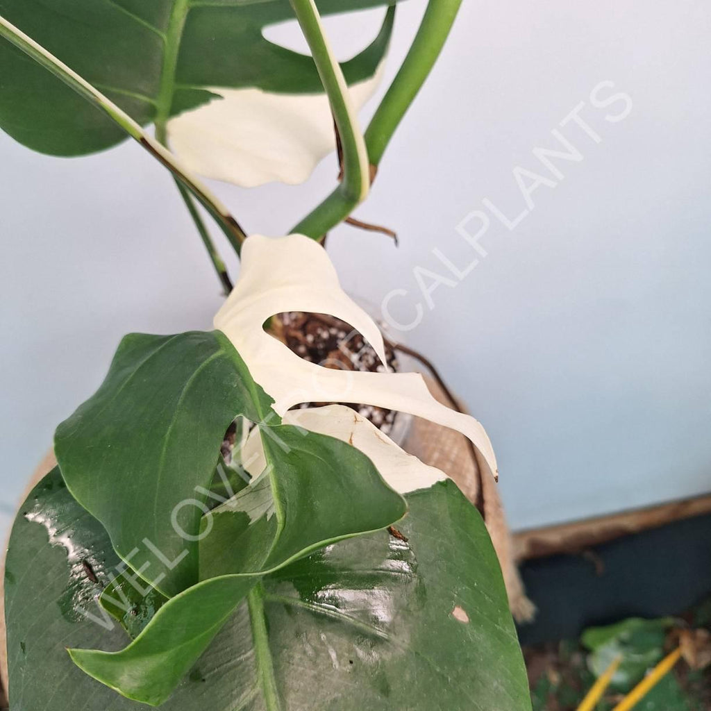 Monstera variegata albo