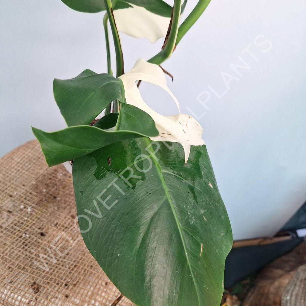 Monstera variegata albo