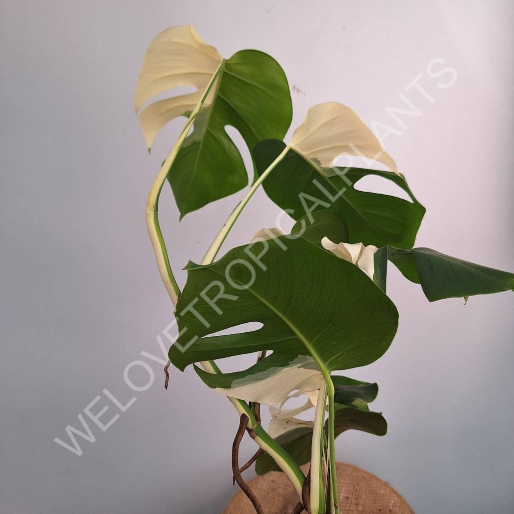 Monstera variegata albo