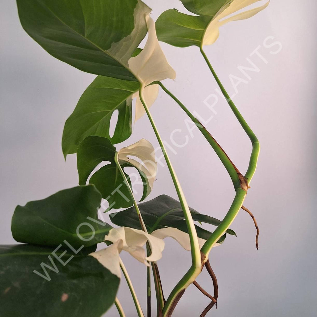 Monstera variegata albo