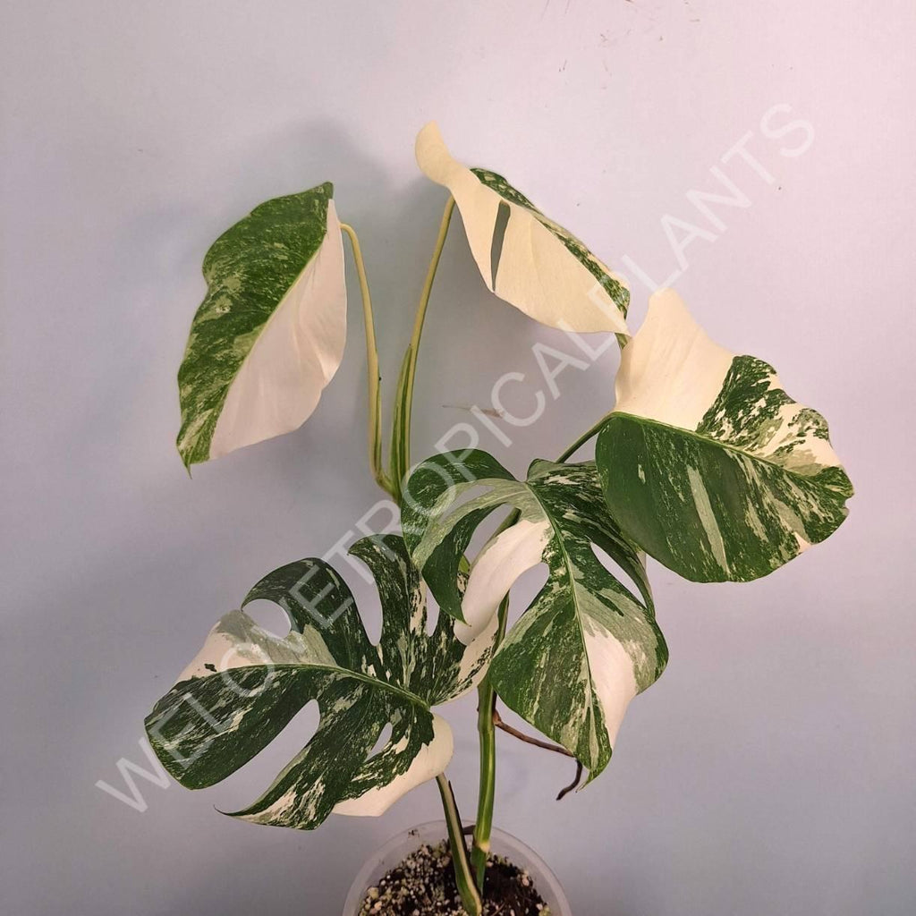 Monstera variegata albo