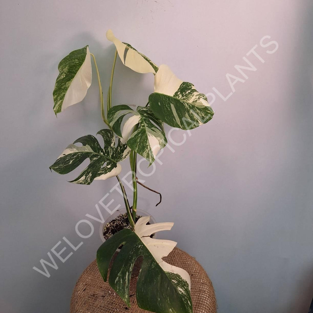 Monstera variegata albo