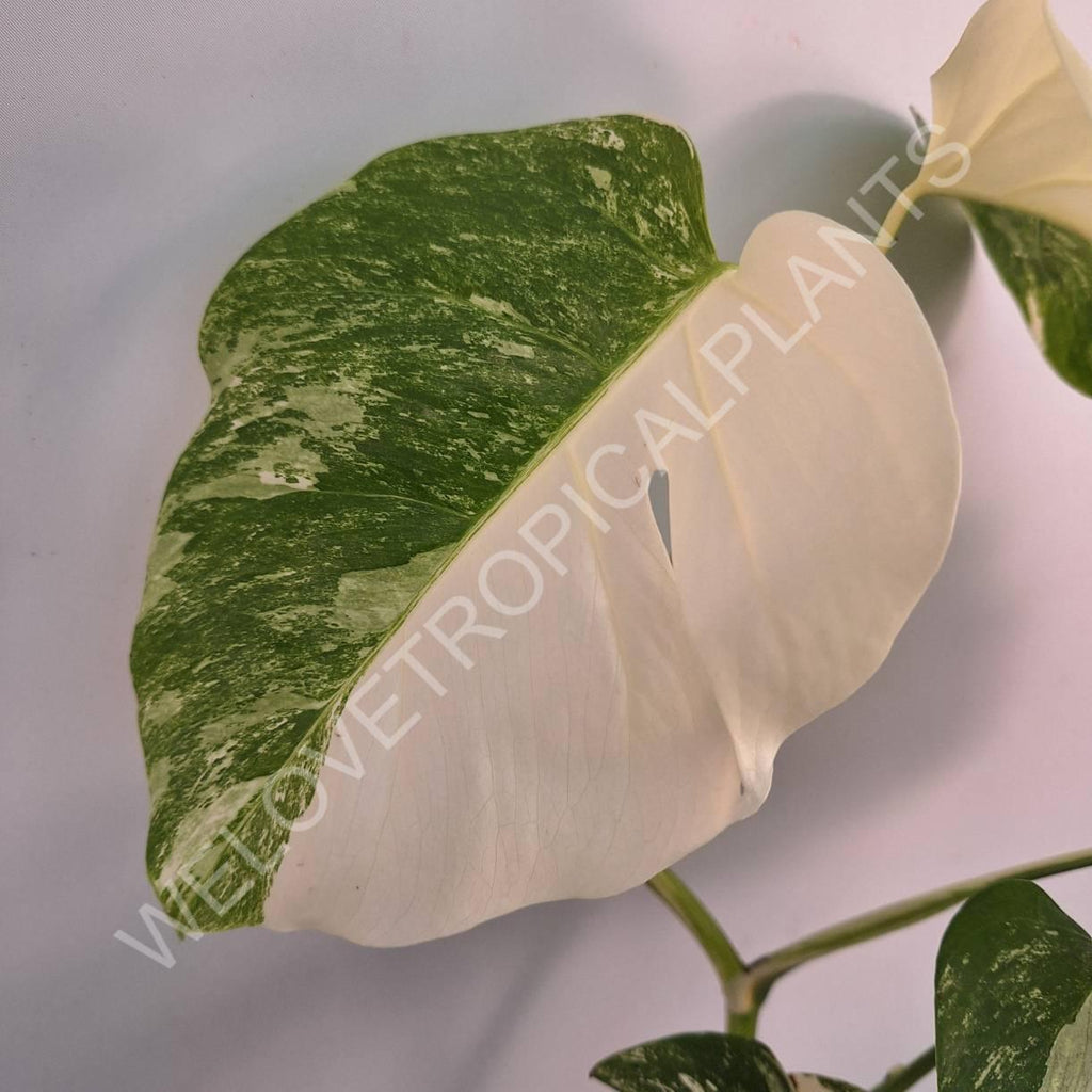 Monstera variegata albo