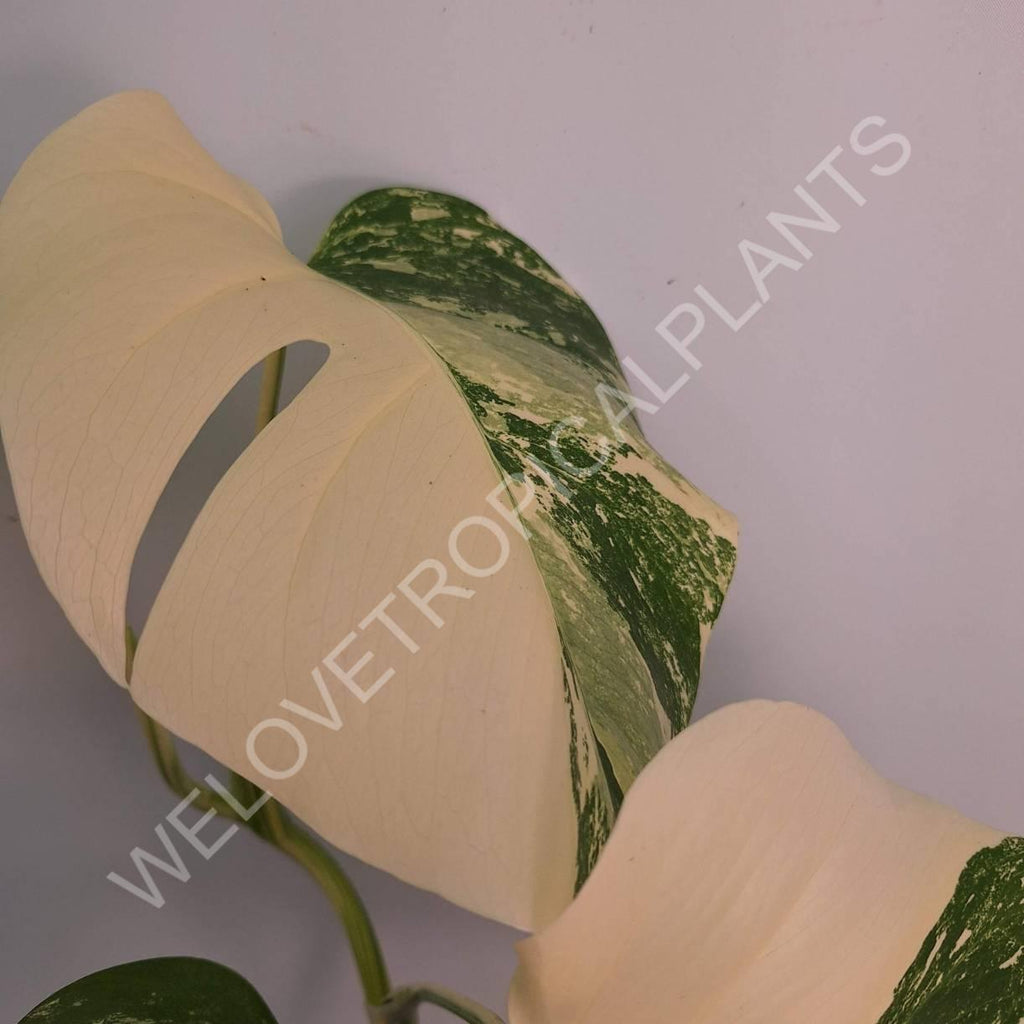 Monstera variegata albo