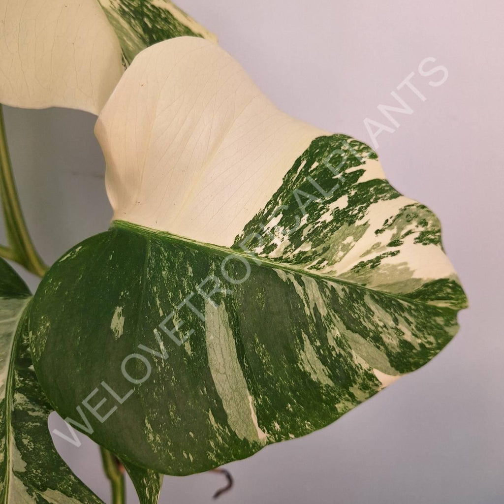 Monstera variegata albo