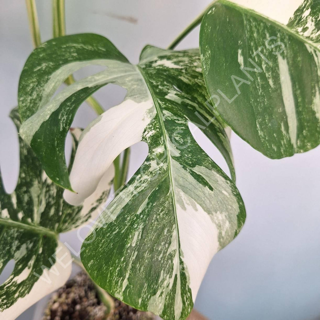 Monstera variegata albo