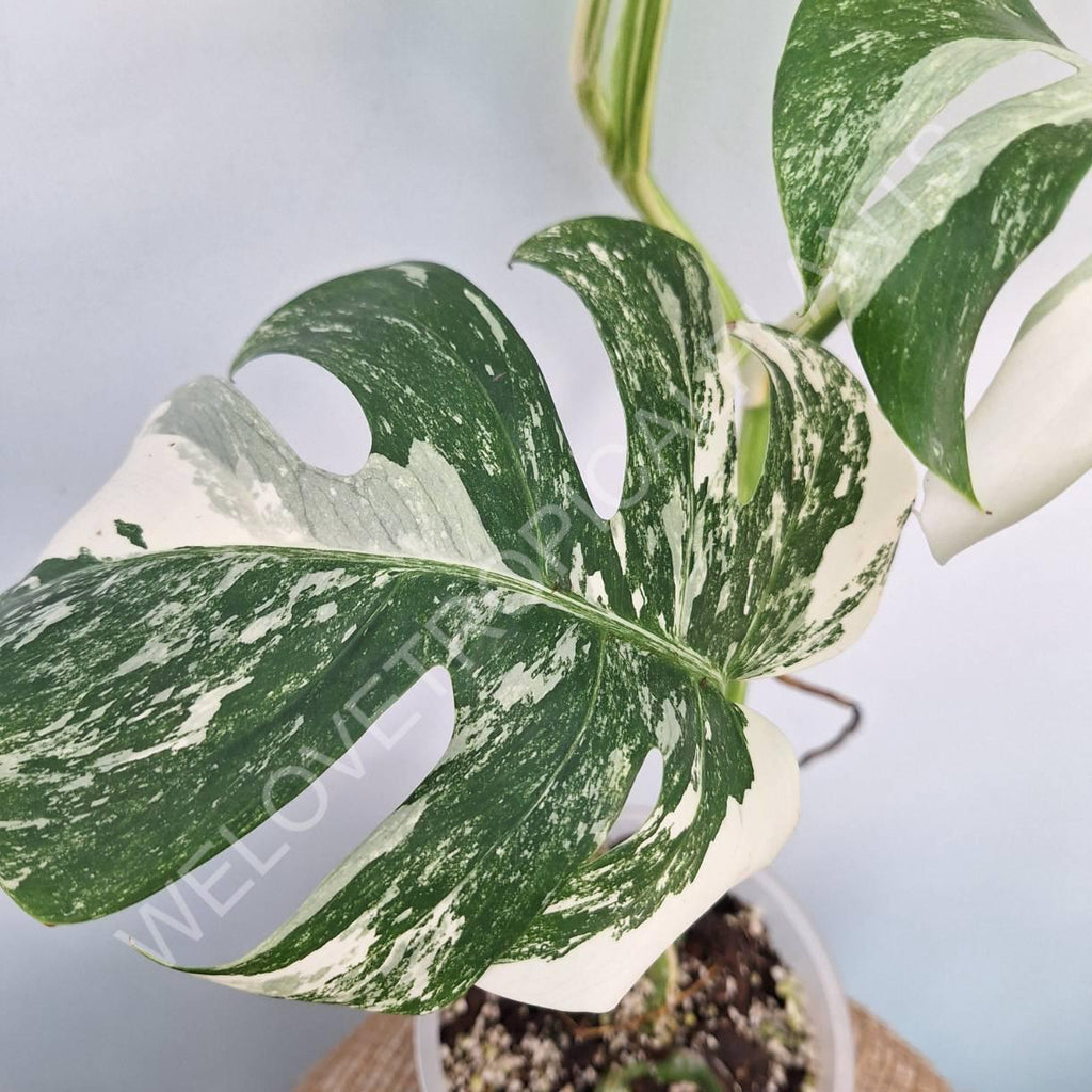 Monstera variegata albo