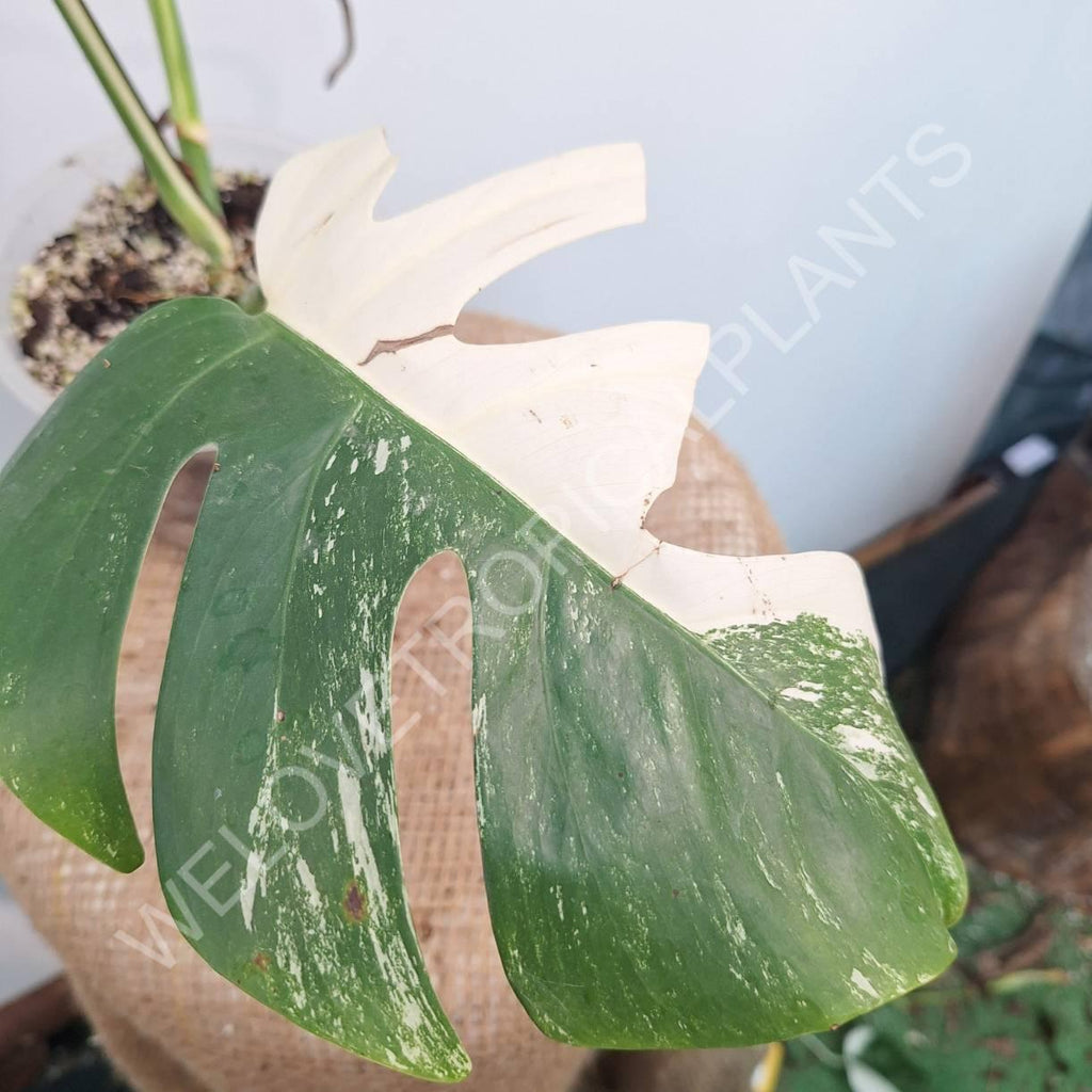 Monstera variegata albo