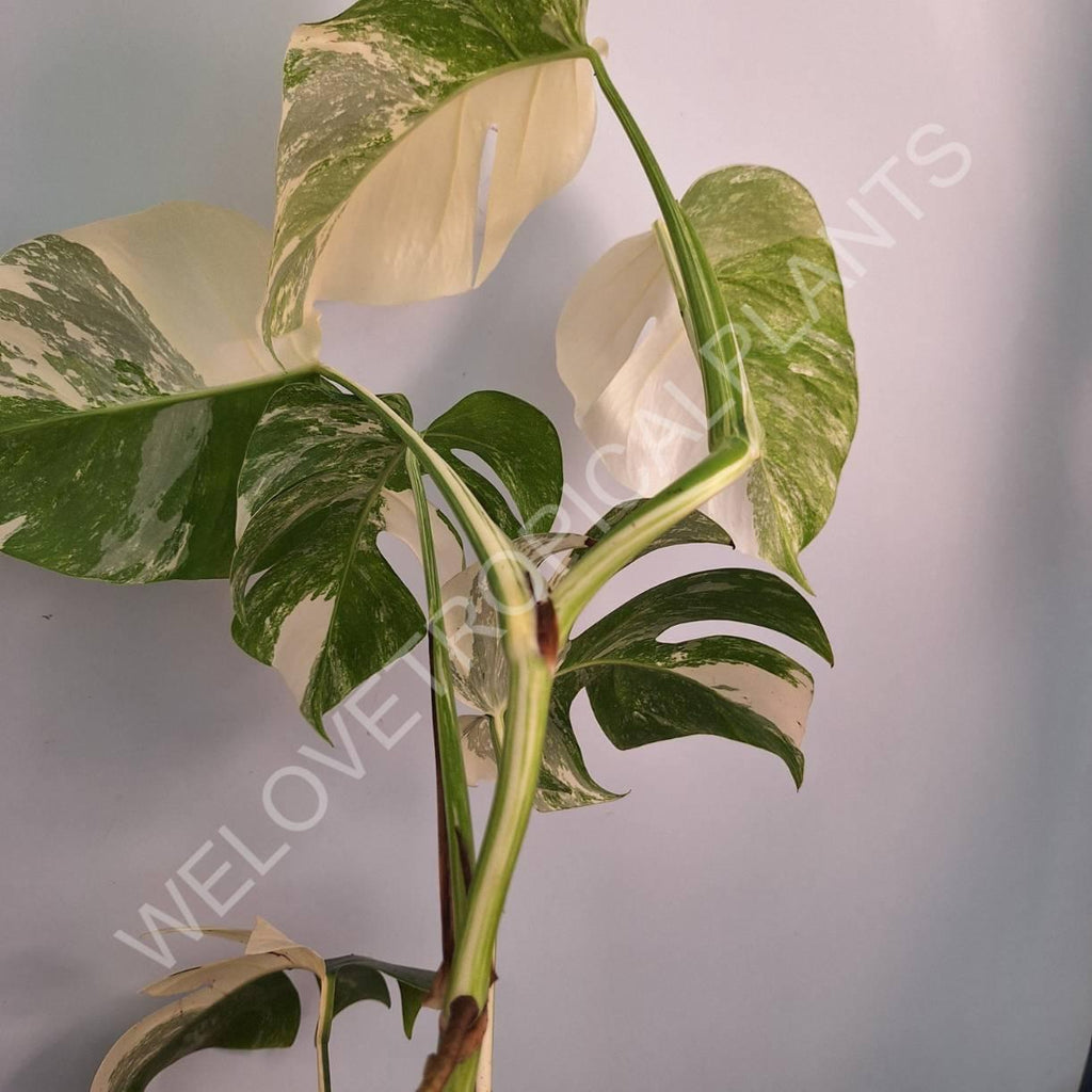 Monstera variegata albo