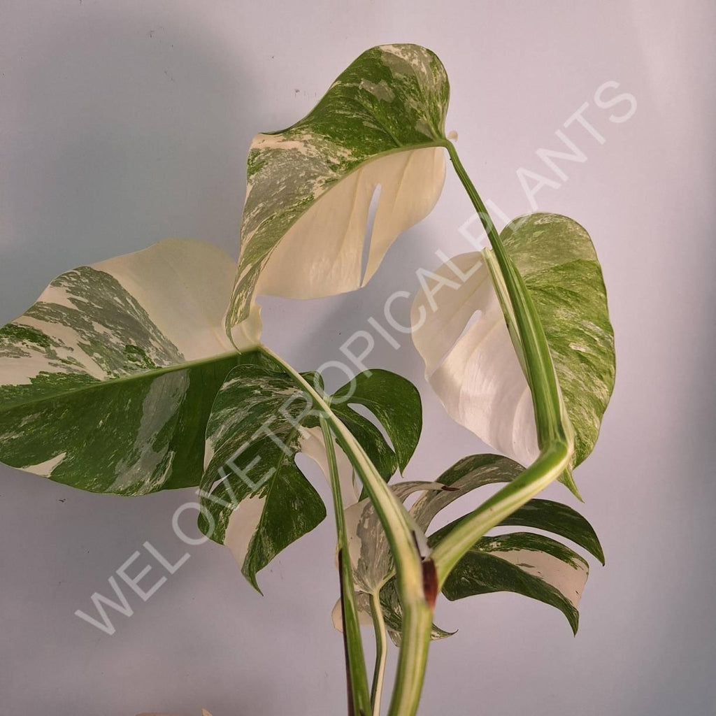 Monstera variegata albo