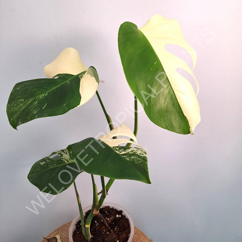 Monstera variegata albo