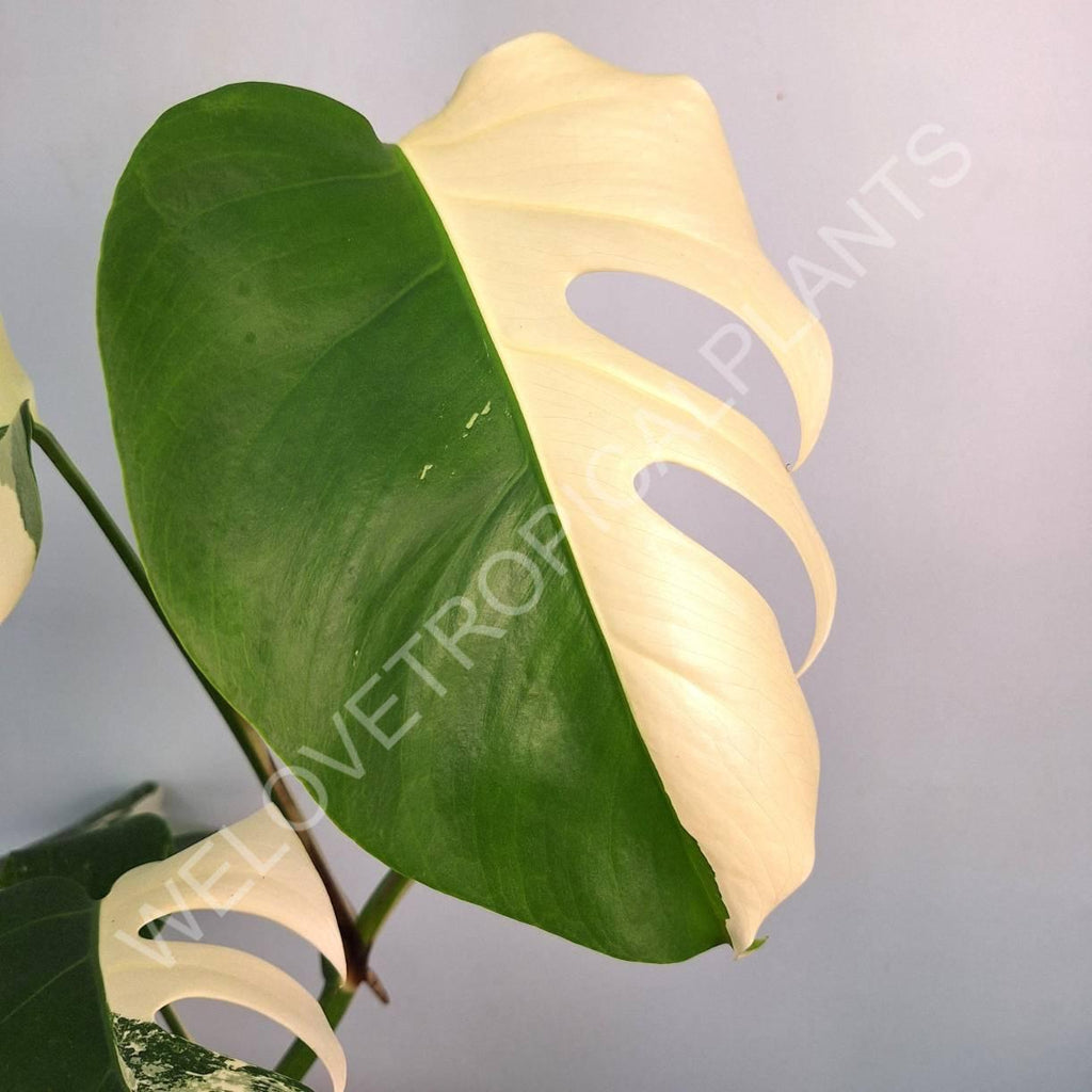 Monstera variegata albo