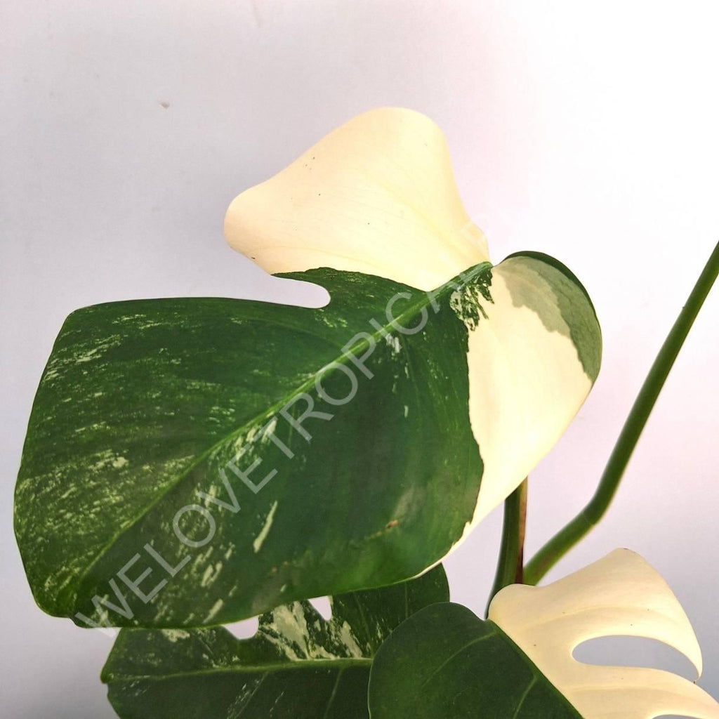 Monstera variegata albo