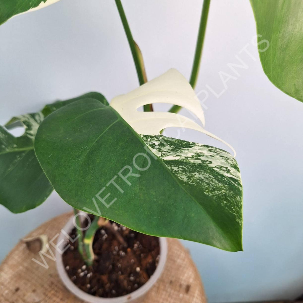 Monstera variegata albo