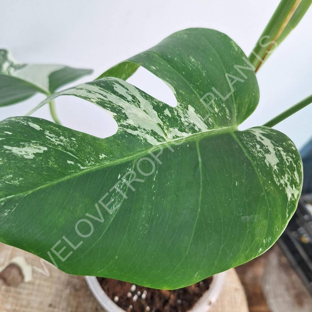 Monstera variegata albo