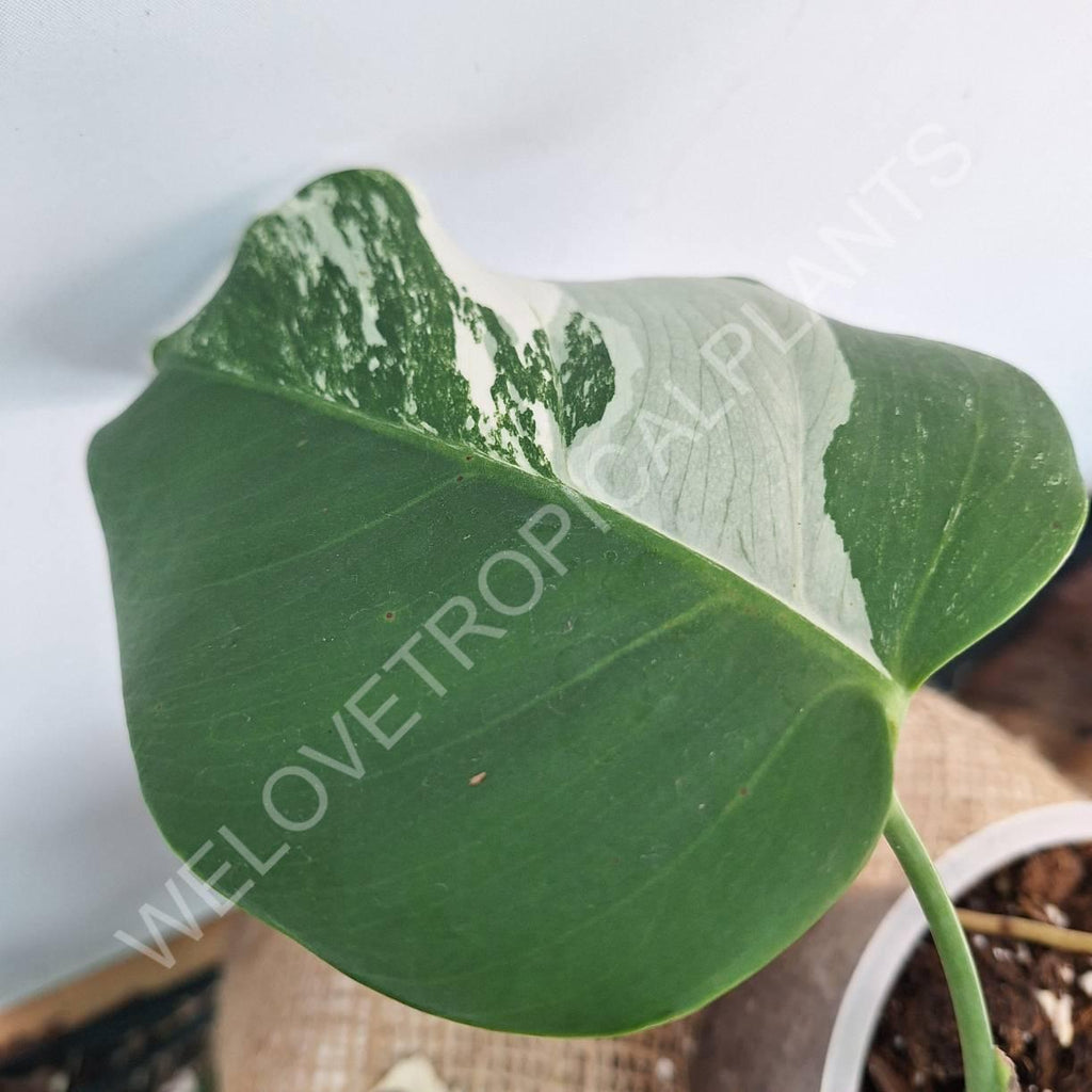 Monstera variegata albo