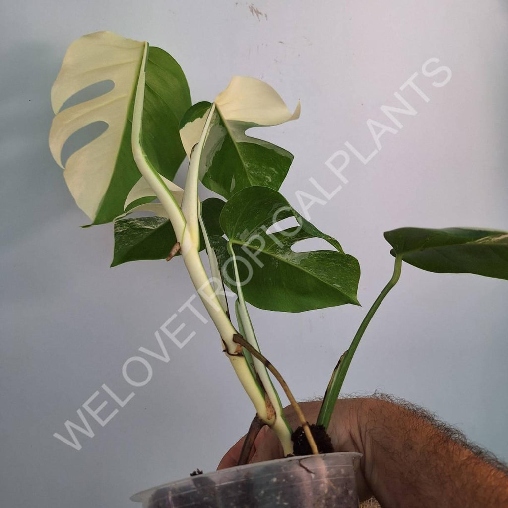 Monstera variegata albo