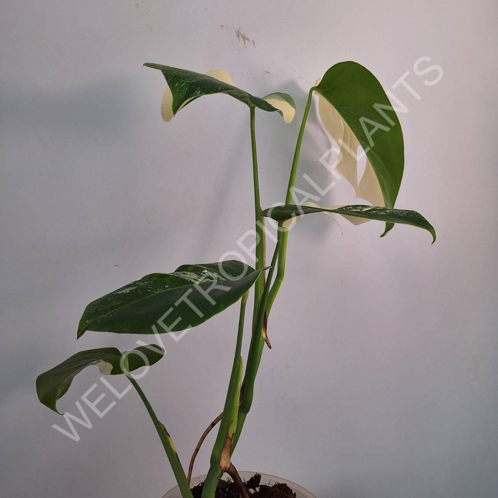 Monstera variegata albo