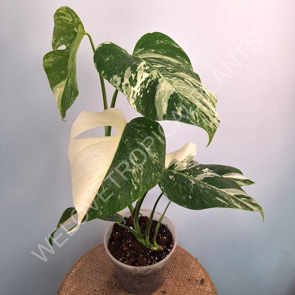 Monstera variegata albo