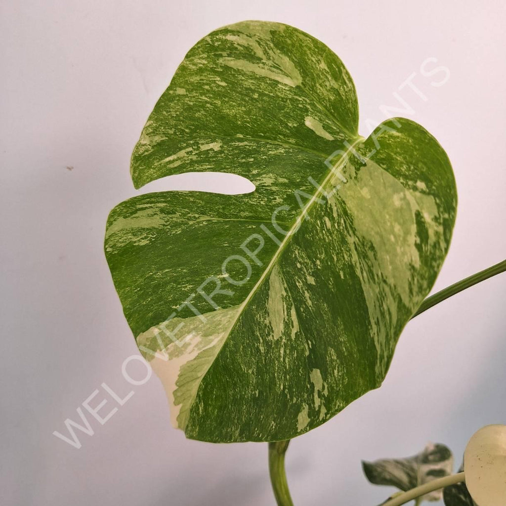 Monstera variegata albo