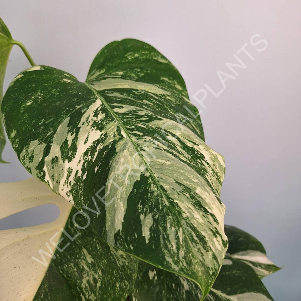 Monstera variegata albo