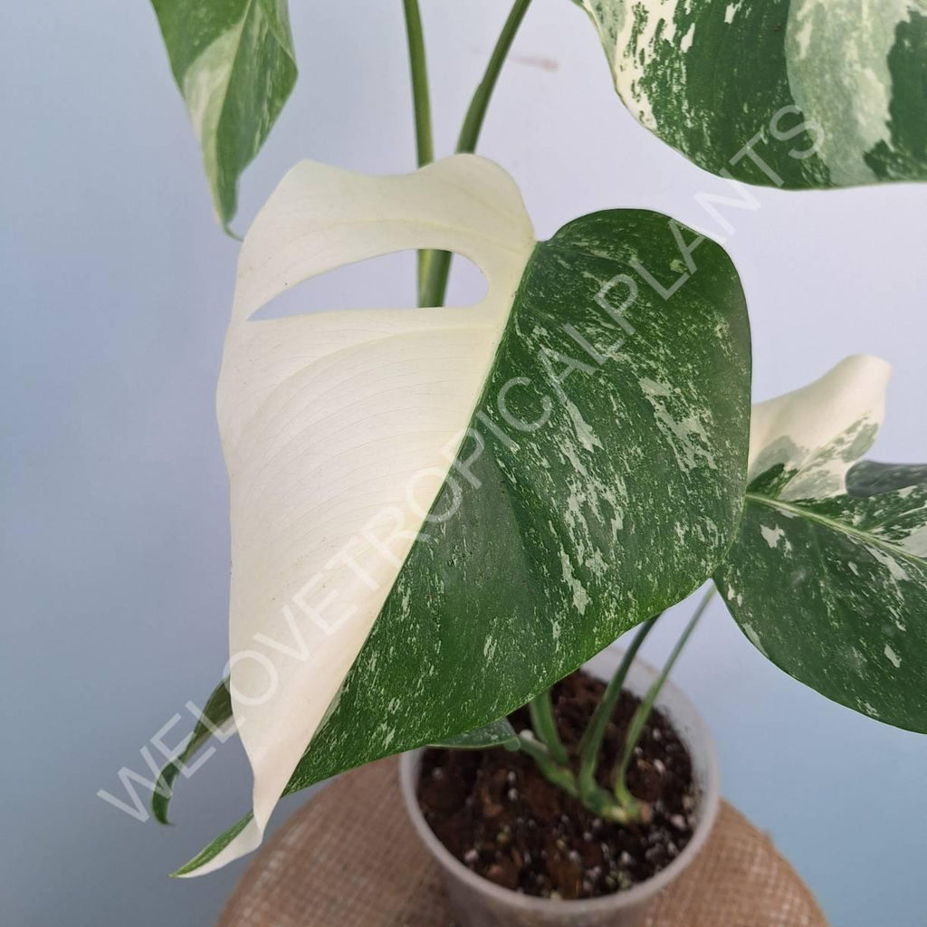 Monstera variegata albo