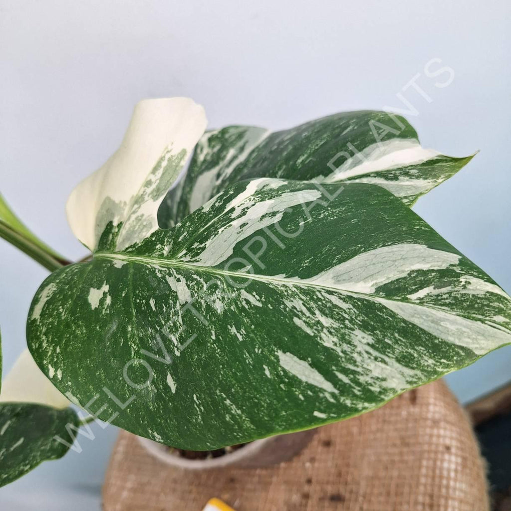 Monstera variegata albo