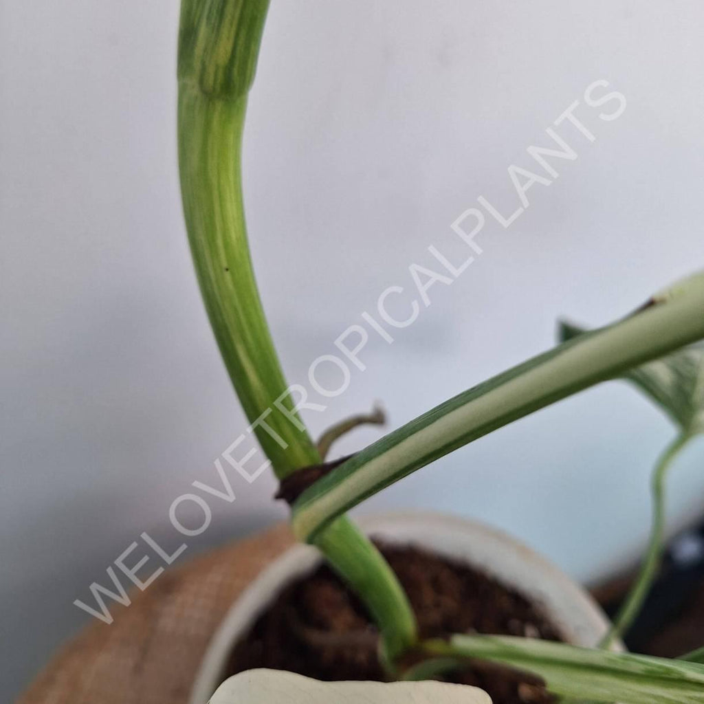 Monstera variegata albo