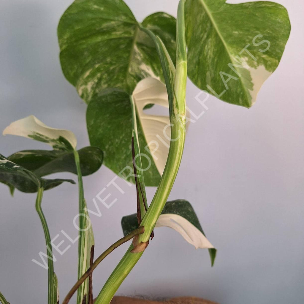 Monstera variegata albo