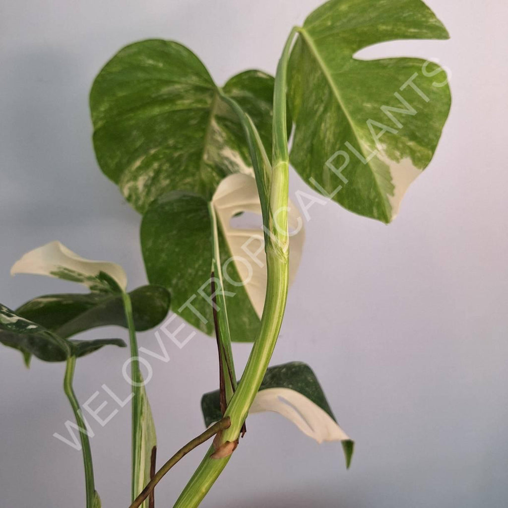 Monstera variegata albo