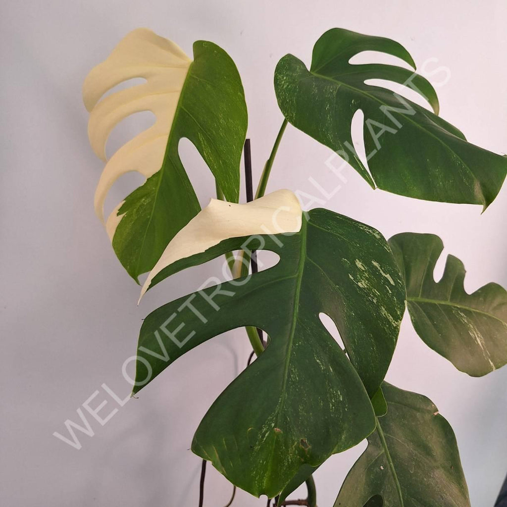 Monstera variegata albo