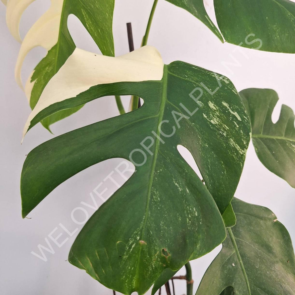 Monstera variegata albo