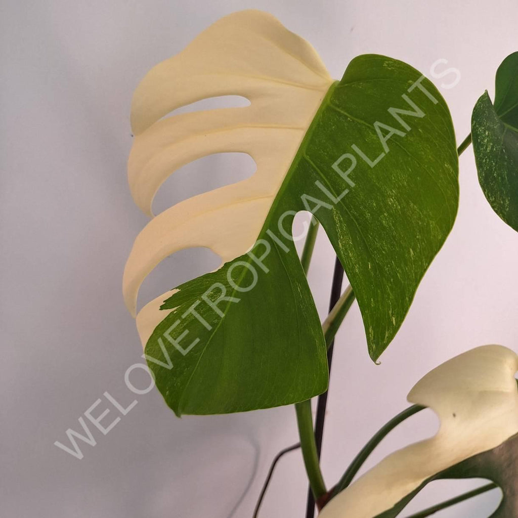 Monstera variegata albo