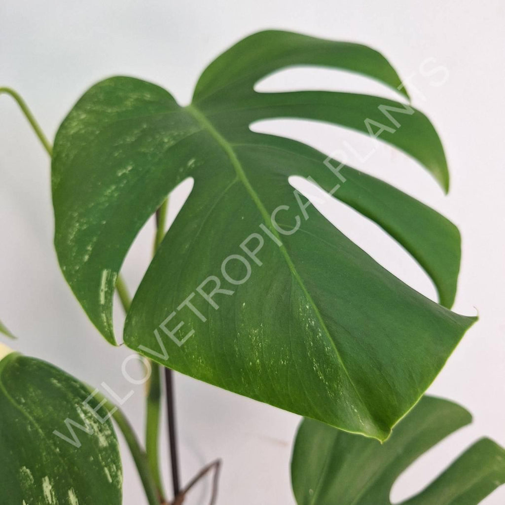 Monstera variegata albo