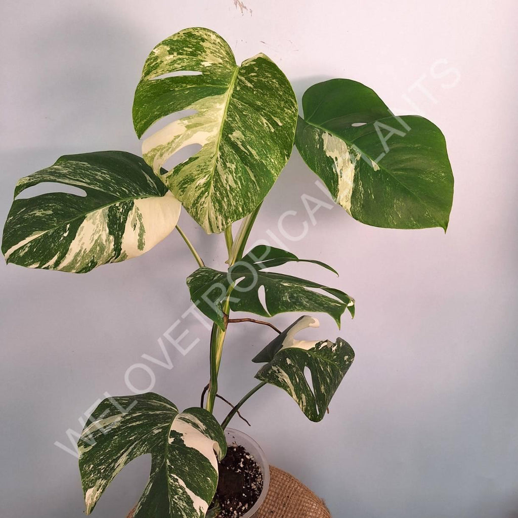 Monstera variegata albo