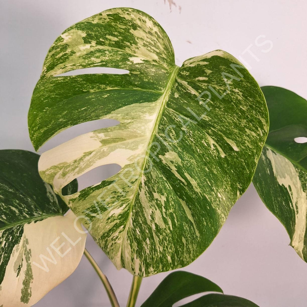 Monstera variegata albo