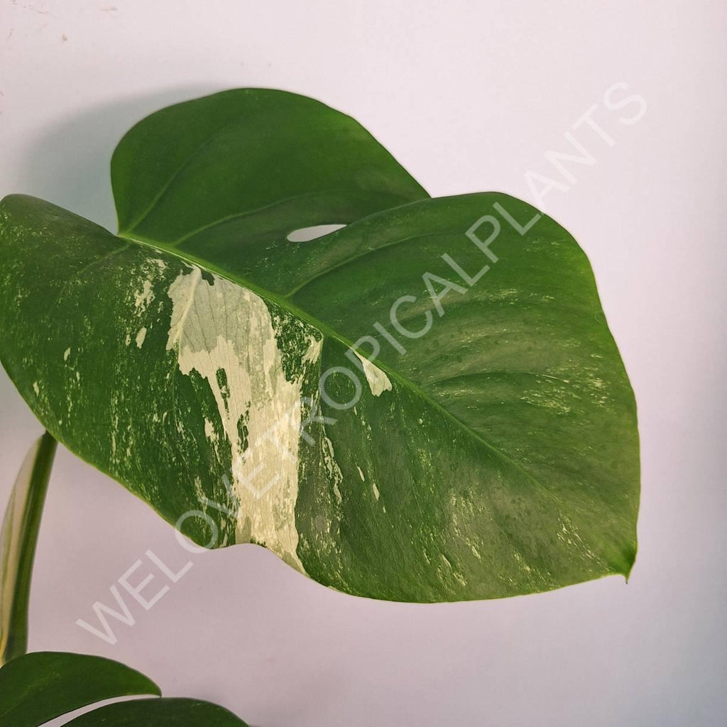 Monstera variegata albo